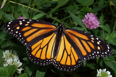 A female monarch butterfly, wings open, against a background of foliage.