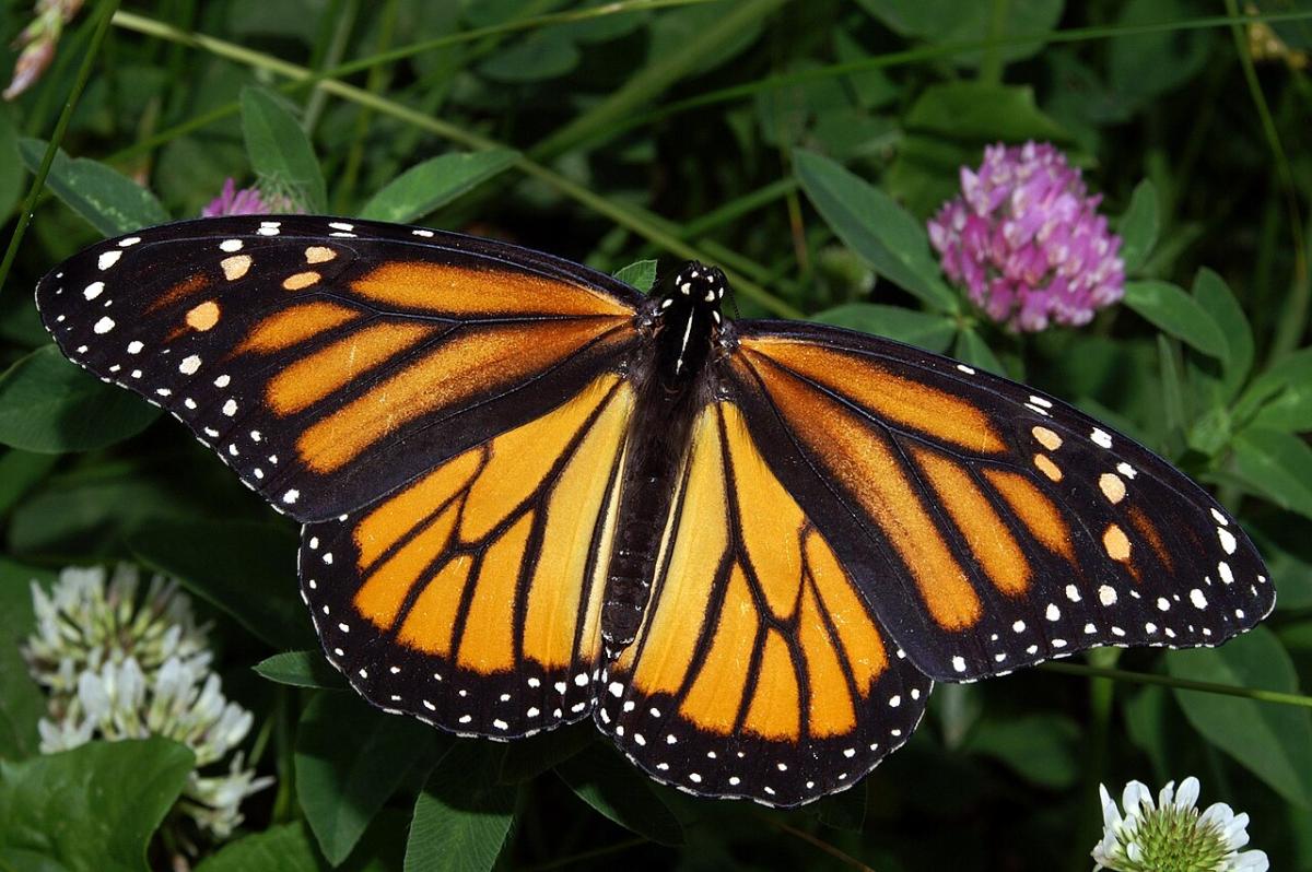 A female monarch butterfly, wings open, against a background of foliage.